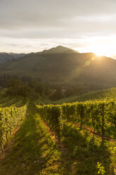 Austria, Styria, Leutschach, vineyards at wine route - AIF000001