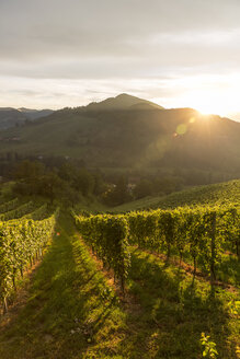 Österreich, Steiermark, Leutschach, Weinberge an der Weinstraße - AIF000001