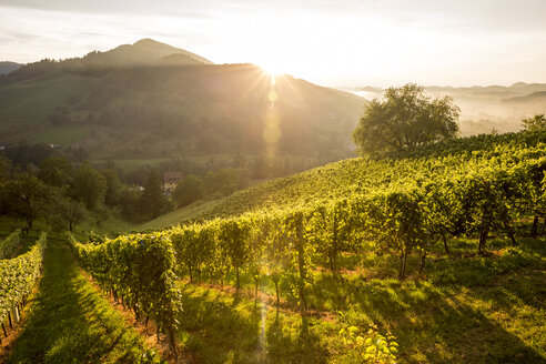 Austria, Styria, Leutschach, vineyards at wine route - AIF000002