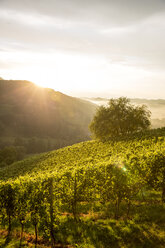 Austria, Styria, Leutschach, vineyards at wine route - AIF000003