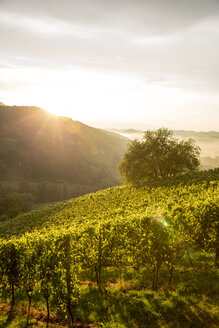 Österreich, Steiermark, Leutschach, Weinberge an der Weinstraße - AIF000003