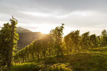 Österreich, Steiermark, Leutschach, Weinberge an der Weinstraße - AIF000004