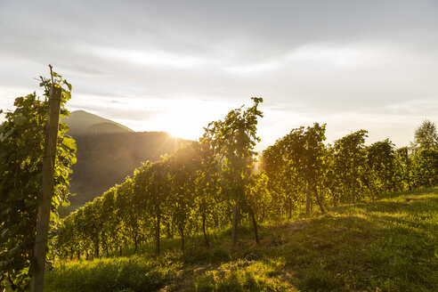 Österreich, Steiermark, Leutschach, Weinberge an der Weinstraße - AIF000004