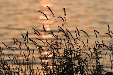 Deutschland, Brandenburg, Scharmützelsee, Gräser am Abend - JTF000687