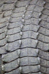 Crocodile skin, close-up - ERLF000015