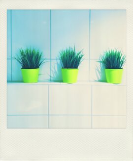 Row of plants in yellow pots on tiled sill - VRF000161