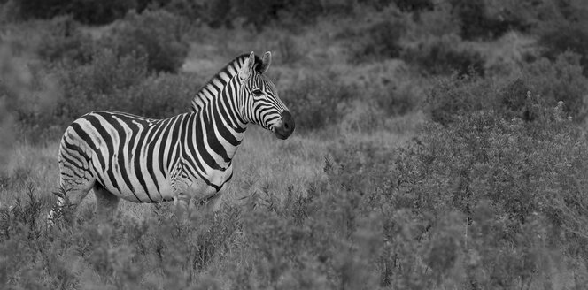 Südafrika, Addo-Elefanten-Nationalpark, Zebra - MPA000032