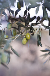 Türkei, Foca, grüne Oliven am Baum - CZF000220