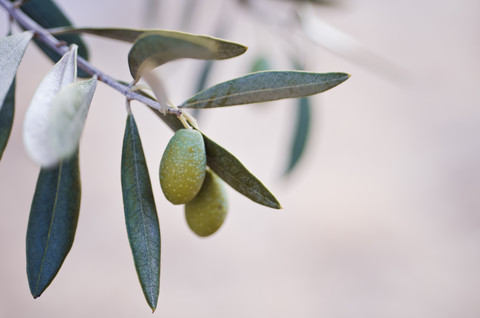 Turkey, Foca, green olives on tree stock photo