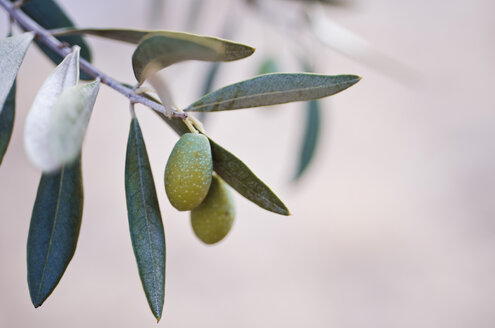 Türkei, Foca, grüne Oliven am Baum - CZF000221