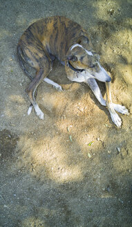 Greyhound resting - SKCF000012
