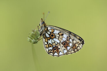 Small pearl-bordered fritillary - MJOF001059