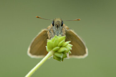 Kleiner Skipper - MJOF001060