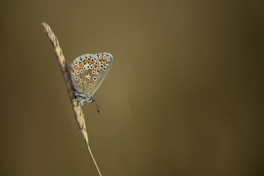 Common blue butterfly on a spike - MJO001063