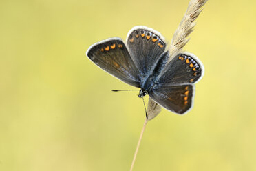 Common blue butterfly on a spike - MJO001064