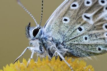 Common blue butterfly on a blossom, close-up - MJOF001067