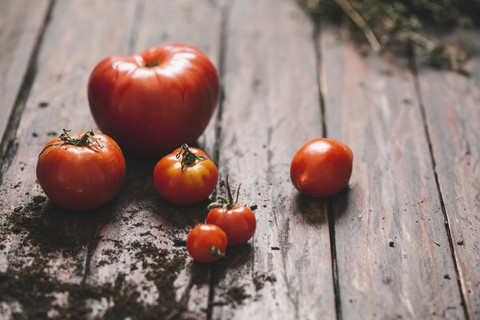 Tomaten auf hölzernem Hintergrund, lizenzfreies Stockfoto