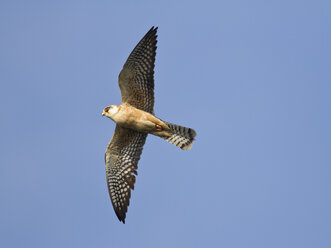 Weiblicher Rotfußfalke, Falco vespertinus, im Flug - ZC000247