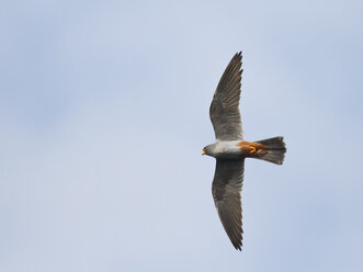 Männlicher Rotfußfalke, Falco vespertinus, im Flug - ZC000248