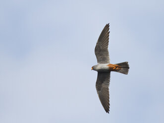 Male red-footed falcon, Falco vespertinus, flying - ZC000248