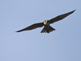 Eurasian hobby, Falco subbuteo, flying - ZC000249
