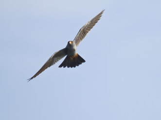 Männlicher Rotfußfalke, Falco vespertinus, im Flug - ZC000250