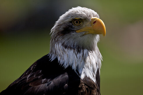 Germany, portrait of a bald eagle - ZCF000251