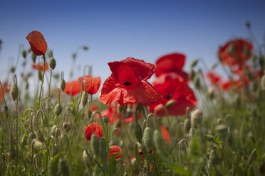 Mohnblumen auf einem Feld - MPAF000041