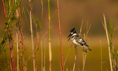 Botswana, Chobe-Nationalpark, Eisvogel am Chobe-Fluss, lizenzfreies Stockfoto