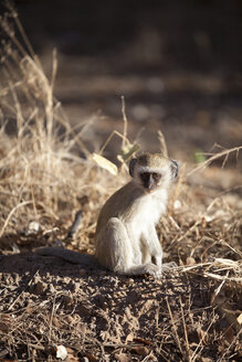 Botswana, Chobe-Nationalpark, junger grüner Affe - MPAF000038