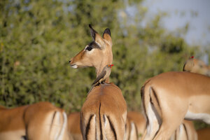 Botswana, Chobe-Nationalpark, Madenhacker sitzt auf dem Rücken eines Impalas - MPAF000039