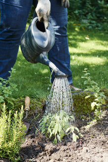 Gardener watering sage in a backyard herb garden - HAWF000843