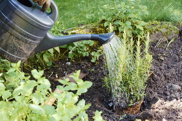 Gärtnerin bewässert Rosmarin in einem Kräutergarten im Hinterhof - HAWF000844