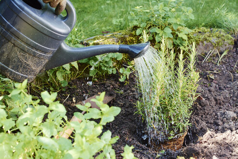 Gardener watering rosemary in a backyard herb garden - HAWF000844