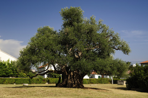 Kroatien, Kastela, Kastel Novi, 1500 Jahre alter Olivenbaum, lizenzfreies Stockfoto