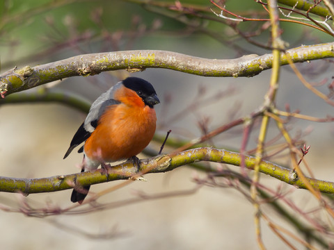 Germany, male Eurasian bullfinch stock photo