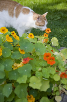 Katze riecht an den Blüten der Kapuzinerkresse im Garten - GISF000155