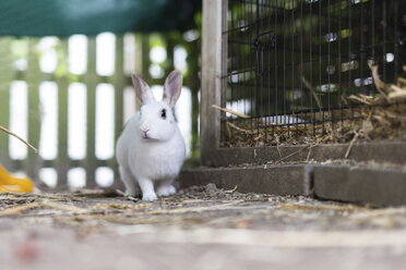 Weißes Kaninchen - CHPF000158