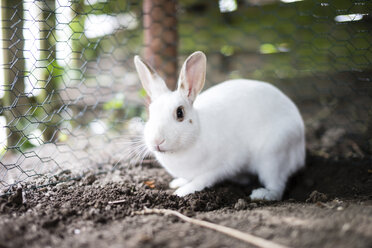 Weißes Kaninchen, Drahtzaun - CHPF000160