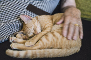 Senior woman stroking sleeping tabby kitten on the couch - RAEF000380