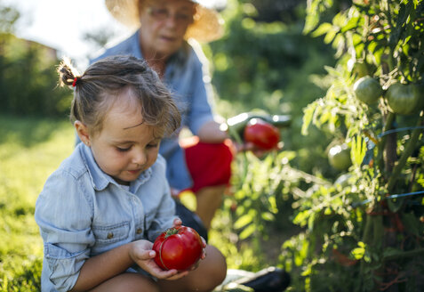 Ältere Frau und ihre kleine Enkelin bei der Tomatenernte im Garten - MGOF000525