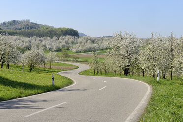 Deutschland, Schwarzwald, Landstraße durch blühende Kirschbäume und Obstgärten im Frühling - RUEF001630