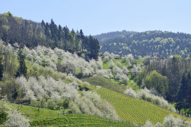 Deutschland, Schwarzwald, blühender Kirschbaumgarten im Frühling mit Hügeln im Hintergrund - RUEF001631