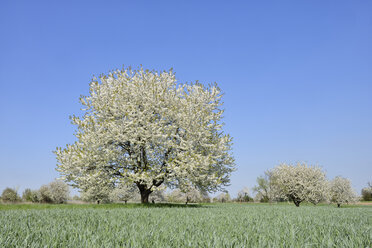 Deutschland, Schwarzwald, blühender Kirschbaum auf einer Wiese im Frühling - RUEF001633