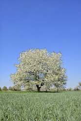 Deutschland, Schwarzwald, blühender Kirschbaum auf einer Wiese im Frühling - RUEF001634