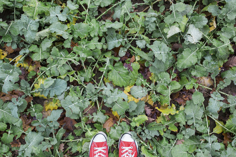 Die Schuhe des Fotografen auf dem Rapsfeld, lizenzfreies Stockfoto