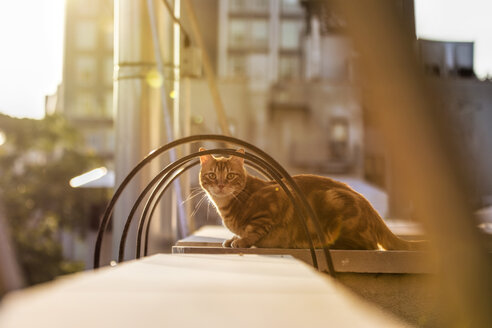USA, New York City, Streunende Katze sitzt auf dem Dach - ONF000855