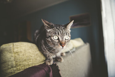 Alarmierte Katze oben auf der Couch zu Hause - RAEF000426