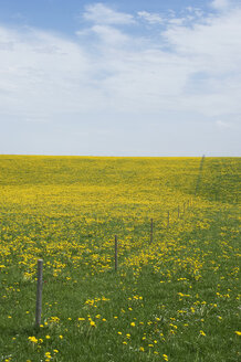 Germany, Bavaria, Allgaeu, meadow of blossoming dandelions - CRF002710
