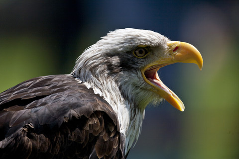 Weißkopfseeadler, Haliaeetus leucocephalus, Porträt, lizenzfreies Stockfoto